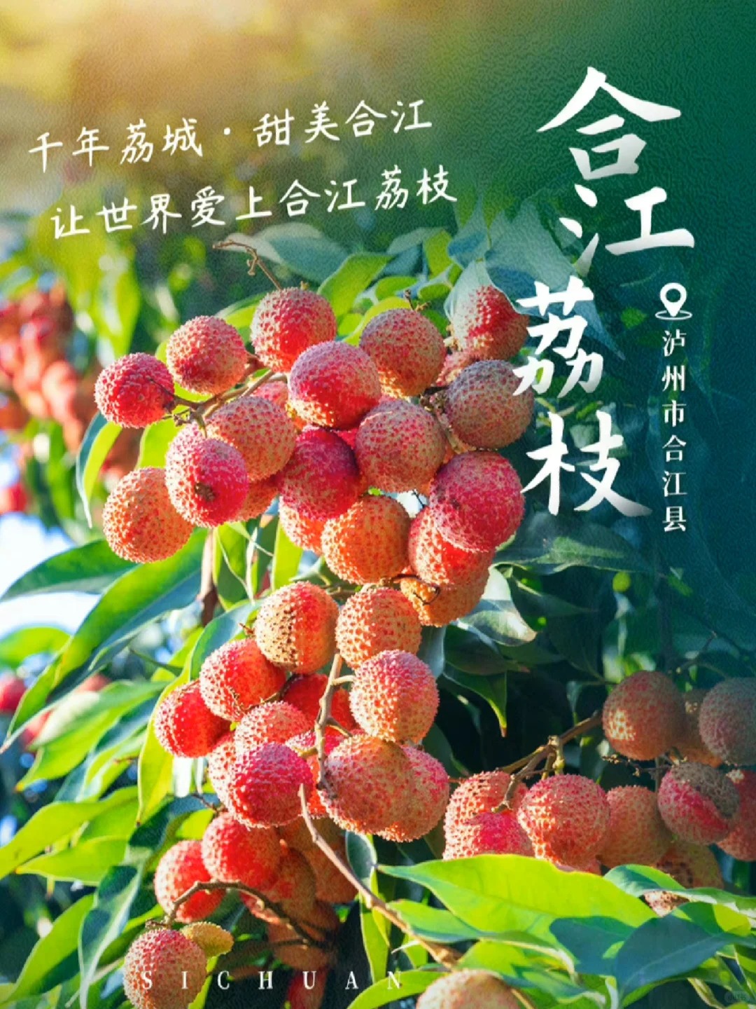 一泸有礼 泸礼泸州人的满心满意