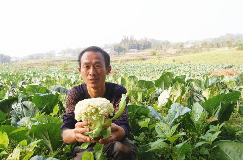 【展风采•做表率】江阳乡贤古正港：返乡当菜农 富民还增收